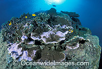 Bleached Coral (Montipora sp.). Coral bleaching occurred during 1998 El Nino at Heron Island, Great Barrier Reef, Queensland, Australia