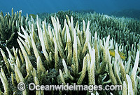 Lemon Damselfish (Pomacentrus sp.) amongst Bleached Coral (Acropora sp.). Coral bleaching occurred during 1998 El Nino. Heron Island, Great Barrier Reef, Queensland, Australia