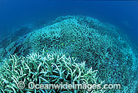 Bleached Coral (Acropora sp.). Coral bleaching occurred during 1998 El Nino. Heron Island, Great Barrier Reef, Queensland, Australia