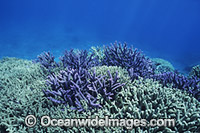BEFORE CORAL BLEACHING: Acropora Coral (Acropora sp.). Photographed in 1997 prior to the 1998 El Nino Coral Bleaching period. Heron Island, Great Barrier Reef, Queensland, Australia