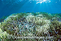 CORAL BLEACHING: Acropora Coral (Acropora sp.), coral bleaching that occurred during the high water temperature 1998 El Nino. Heron Island, Great Barrier Reef, Queensland, Australia
