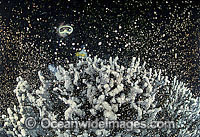 Mass coral spawning at night, showing suspended egg and sperm bundles in the water column. Photo taken in Coral Bay, Ningaloo Reef Marine Park, Western Australia
