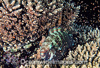 Parrotfish (Scarus schlegeli), female, resting at night in spawning Acropora Coral (Acropora sp.). Egg bundles set in polyps. Photo taken in Coral Bay, Ningaloo Reef, Western Australia