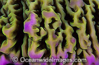 Coral, showing polyp detail. Found throughout the Indo-West Pacific, including the Great Barrier reef, Australia