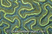 Brain Coral (Platygyra sp.) - showing polyp detail. Found throughout the Indo-West Pacific, including the Great Barrier reef, Australia