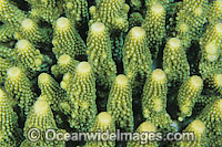 Coral (Acropora sp.) - showing polyp detail. Found throughout the Indo-West Pacific, including the Great Barrier reef, Australia