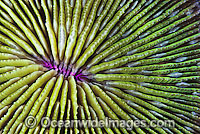 Mushroom Coral (Fungia sp.) - showing polyp detail. Found throughout the Indo-West Pacific, including the Great Barrier reef, Australia