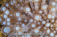 Coral (Alveopora sp.) - showing polyp detail. Found throughout the Indo Pacific, including the Great Barrier Reef, Australia.