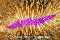 Mushroom Coral (Fungia sp.) - showing polyp detail. Found throughout the Indo-West Pacific, including the Great Barrier reef, Australia.