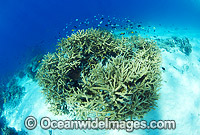 Acropora Coral (Acropora sp.). Photograhed in the shallows of Wistari Reef, near Heron Island, Great Garrier Reef, Qld, Australia.