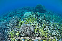 Underwater coral reef seascape, showing a variety of Acropora Corals. Photo was taken at Milne Bay, Papua New Guinea. Within the Coral Triangle.