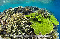 Underwater coral reef seascape, showing a variety of hard corals. Photo was taken at Milne Bay, Papua New Guinea. Within the Coral Triangle.