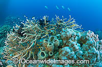 Underwater coral reef seascape, showing a variety of Hard Corals, a Sea Sponge and tropical Fish. Photo was taken at Milne Bay, Papua New Guinea. Within the Coral Triangle.