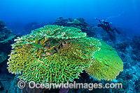 Underwater photographer exploring and photographing a tropical coral reef at Christmas Island, Indian Ocean, Australia.
