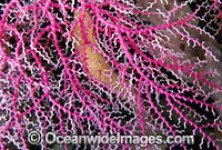 Lace Coral (Stylaster sp.). Great Barrier Reef, Queensland, Australia