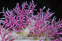 Lace Coral (Stylaster sp.). Found throughout the Indo-West Pacific, including the Great Barrier Reef, Australia