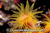 Sunshine Coral (Tubastraea sp.). Great Barrier Reef, Queensland, Australia