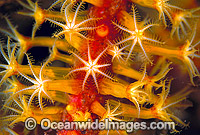 Whip Coral (Ellisella sp.) detail. Great Barrier Reef, Queensland, Australia