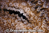Soft Coral (Sarcophyton sp.) detail. Also known as Mushroom Leather Coral. Great Barrier Reef, Queensland, Australia