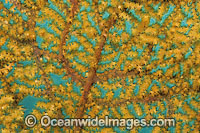 Fan Coral (Unidentified sp.) - showing polyp detail. Found throughout the Indo-West Pacific, including the Great Barrier Reef, Australia.
