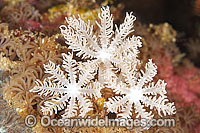 Soft Coral (Anthelia sp.), showing polyp detail. Found throughout the Indo-Pacific, including the Great Barrier Reef, Australia. Within the Coral Triangle.
