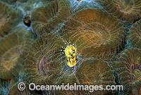 Coral Barnacle - Pyrgomatid Barnacle. Indo-Pacific