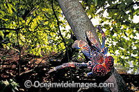 Coconut Crab (Birgus latro) in Pisonia forest. Sought after by islanders for eating. Palmyra Atoll. National Wildlife Refuge Island, USA Territory, Pacific Ocean