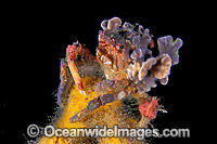 Spider Crab (Schizophrys aspera) - covered with bryozoan. Edithburgh, South Australia