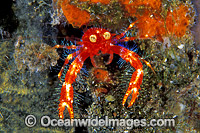 Google-eyed Fairy Crab (Galathea sp.). Also known as Squat Lobster. Bali, Indonesia