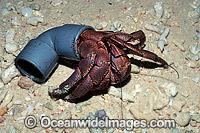 Land Hermit Crab (Coenobita perlatus) - living in a discarded plastic water pipe. Sipadan Island, Malaysia