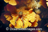 Temperate Crab (Munida haswelli) resting on Bryozoan (Celleporaria sp.). Also known as Squat Lobster. Port Phillip Bay, Victoria, Australia
