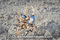 Soldier Crabs (Mictyris longicarpus), two adult males size each other off during a territorial dispute. Sapphire Coast, New South wales, Australia.