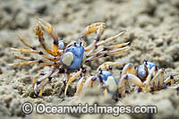 Soldier Crabs (Mictyris longicarpus), adult males size each other off during a territorial dispute. Sapphire Coast, New South wales, Australia.