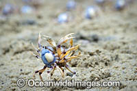 Soldier Crabs (Mictyris longicarpus), adult males size each other off during a territorial dispute. Sapphire Coast, New South wales, Australia.