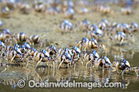 Soldier Crabs (Mictyris longicarpus), marching across the sand flat during low tide. Sapphire Coast, New South wales, Australia.