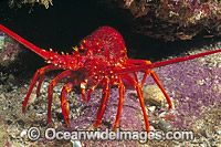 Red Spiny Lobster (Jasus edwardsii). Also known as Southern Rock Lobster or Crayfish. Southern Australia