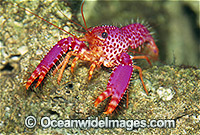 Violet-spotted Tropical Reef Lobster (Enoplometopus debelius). Found throughout the Indo-Pacific but rarely seen. Photo taken in Bali, Indonesia.