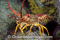 Red Spiny Lobster or Southern Rock Lobster (Jasus edwardsii). Also known as Crayfish. Southern Australia