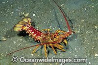 Red Spiny Lobster or Southern Rock Lobster (Jasus edwardsii). Also known as Crayfish. Southern Australia