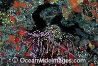 Spiny Lobster (Panulirus penicillatus). Also known as Coral Crayfish. Great Barrier Reef, Queensland, Australia
