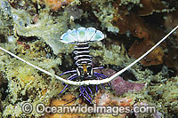 Painted Crayfish (Panulirus versicolor) - juvenile. Found throughout the Indo-Pacific. Photo taken Lembeh Strait, Sulawesi, Indonesia