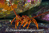 Red Spiny Lobster (Jasus edwardsii). Also known as Southern Rock Lobster or Crayfish. Found from Dongara, WA, to Coffs Harbour, NSW, and around Tas. Also New Zealand. Photo taken in Governor Island Marine Sanctuary, Bicheno, Tasmania, Australia.