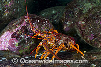 Red Spiny Lobster (Jasus edwardsii). Also known as Southern Rock Lobster or Crayfish. Found from Dongara, WA, to Coffs Harbour, NSW, and around Tas. Also New Zealand. Photo taken in Governor Island Marine Sanctuary, Bicheno, Tasmania, Australia.