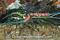 Painted Rock Lobster (Panulirus versicolor). Common throughout the Indo-West Pacific, including the Great Barrier Reef, Australia. Within the Coral Triangle.