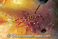 Yellow-kneed Sea Spider (Calipallenid pycnogonid) on Sponge. Also known as Pycnogonida. Coffs Harbour, New South Wales, Australia