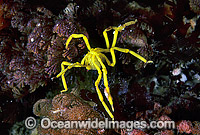 Sea Spider (Pseudopallene ambigua) - male carrying eggs under abdomen. Also known as Pycnogonida. Tasman Peninsula, Tasmania, Australia