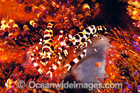 Commensal Sea Urchin Shrimp (Periclimenes colemani) - male and female on venomous Fire Urchin (Asthenosoma varium). Great Barrier Reef, Queensland, Australia