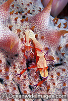 Commensal Emperor Shrimp (Periclimenes imperator) - male and female on Sea Cucumber. Kimbe Bay, Papua New Guinea