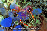 Cleaner Shrimp (Stenopus tenuirostris) on Sea Tunicates. Bali, Indonesia
