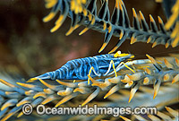 Commensal Crinoid Shrimp (Periclimenes amboinensis) on arm of Crinoid Featherstar. Bali, Indonesia